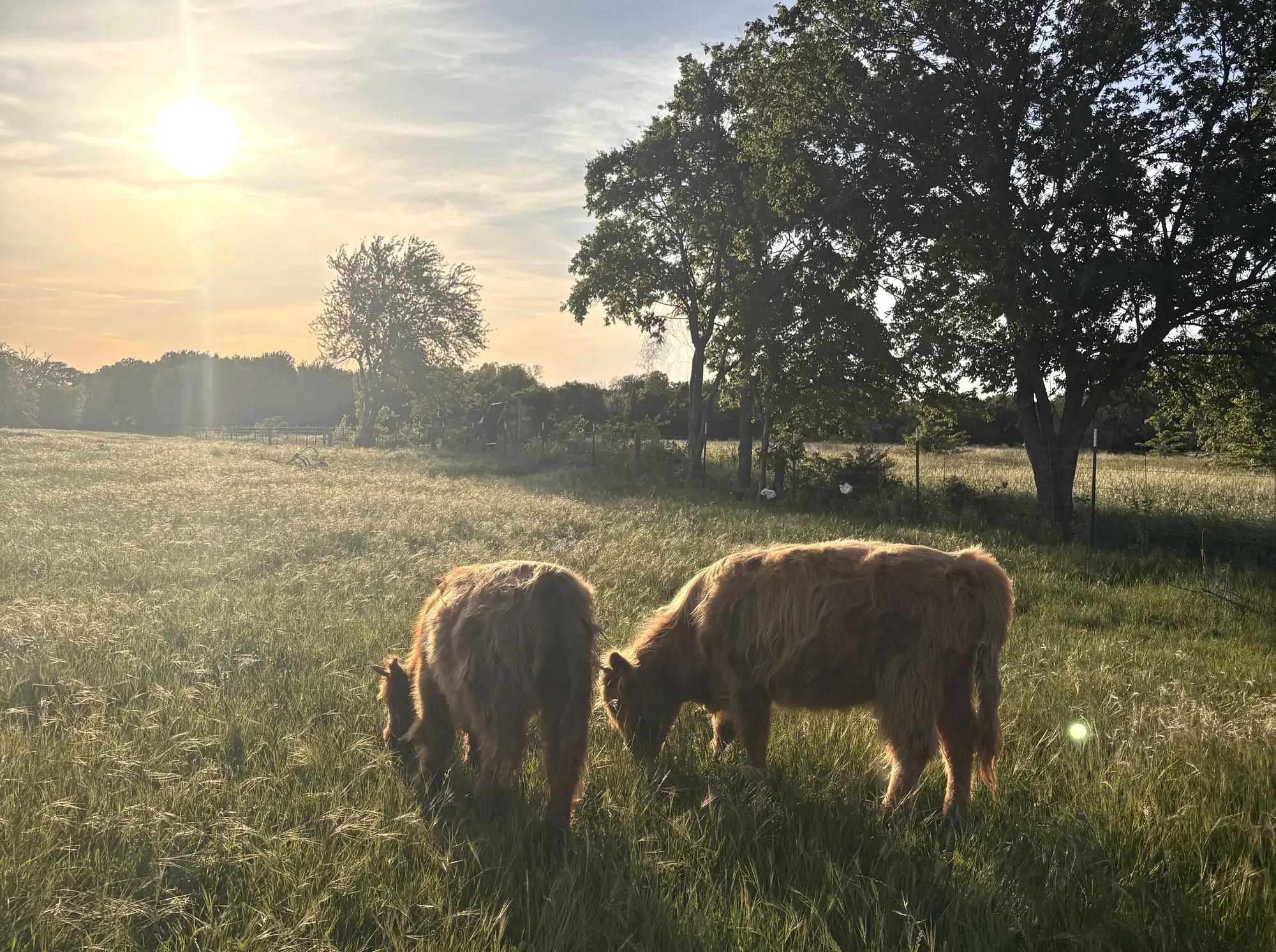 Two Highland cattle grazing in tall grass at sunset on the Countryview pasture